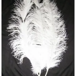 Spadonis Veren Wit (Piet Veren) ± 50cm